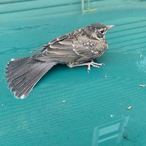 Meet your Posher, Paul